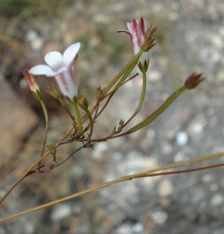 Prismatocarpus fruticosus